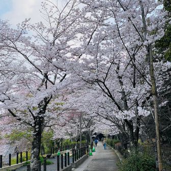 人のいない静かな哲学の道
そして桜🌸満開のトンネル