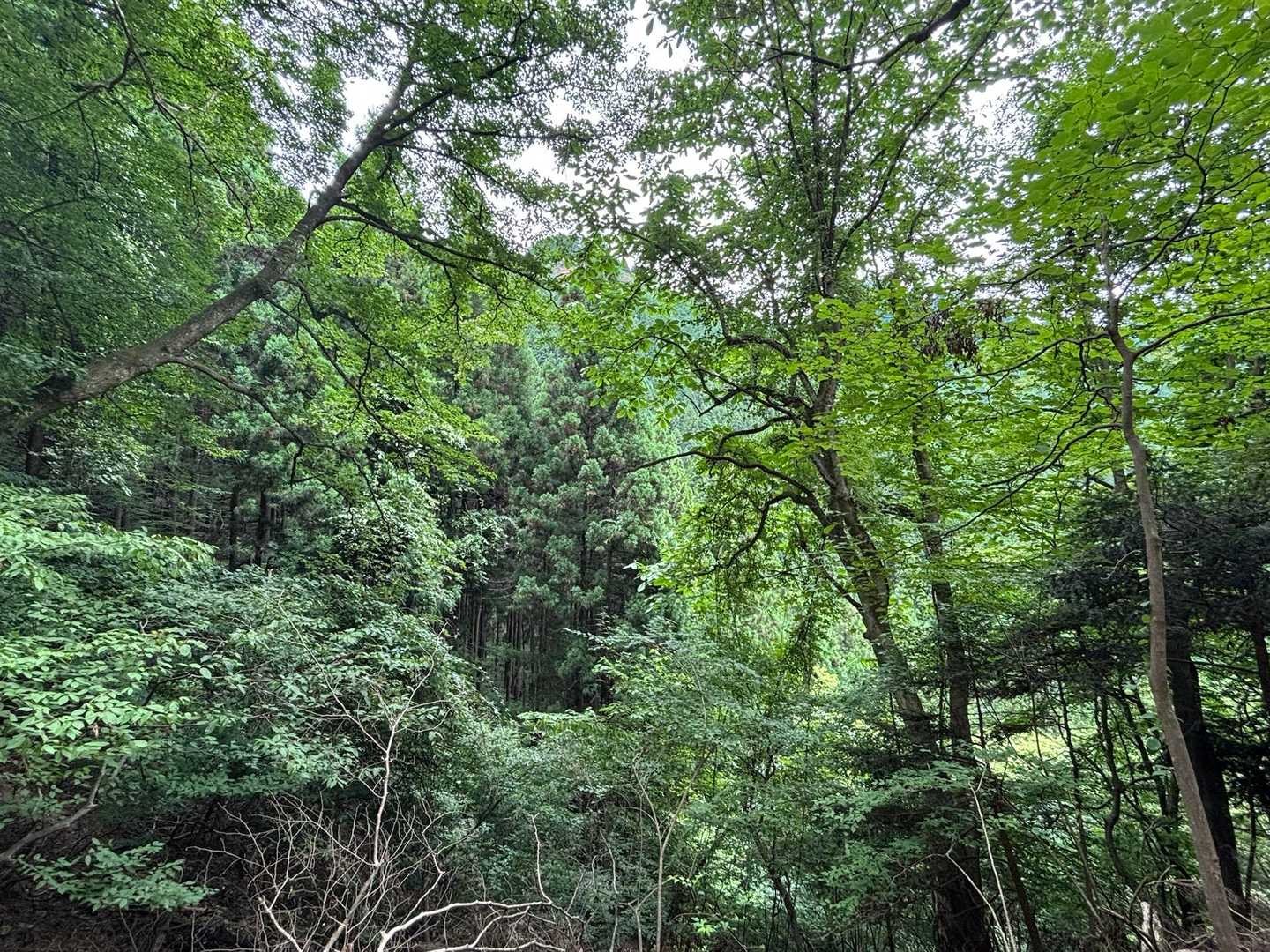大都会・東京の山中に深く刻まれた、ダイナミックな“岩石”の谷の写真