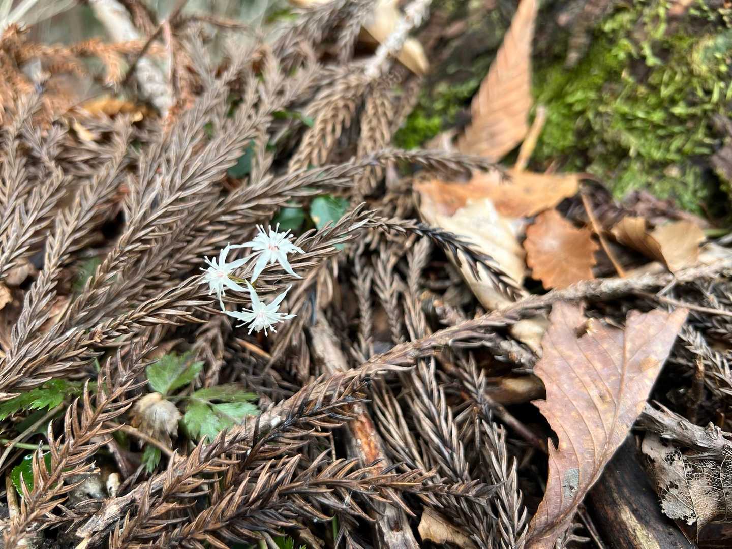 積もった杉の葉を押しのけて
ちからいっぱい
可憐な花を咲かせてる