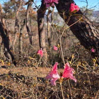ツツジが咲いていた