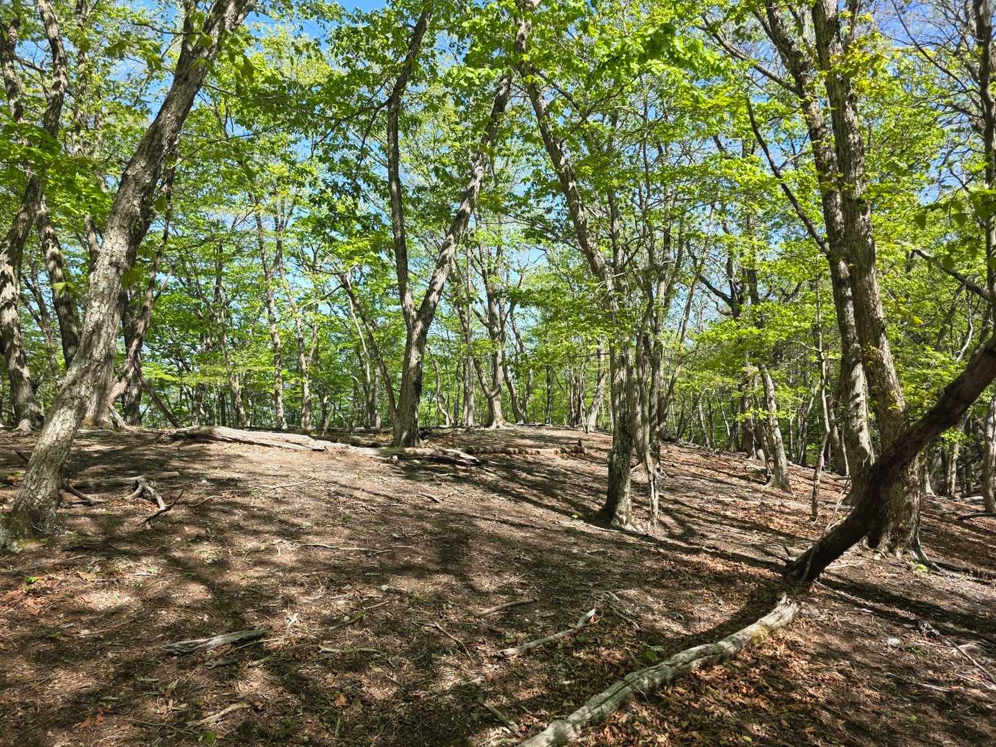 日本で海岸線から一番遠い地点-榊山 往復コースの写真