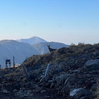 ぼけーっとしながら歩いてて不意に目が合ってしまい思わず声を出してしまいました🦌