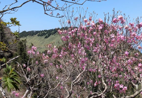 さとちゃん｜愛媛県の登山記録 | YAMAP / ヤマップ