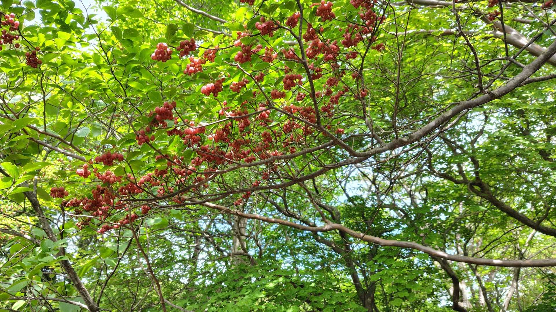 赤面白山登山口-赤面山 往復コースの写真