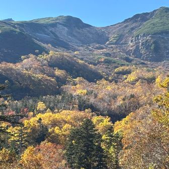 中腹は紅葉真っ盛り🍁ハイマツ帯からダケカンバ、そこに絡み出すシラビソ等の高山系針葉樹。