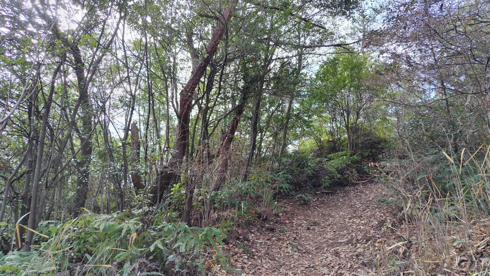 西高森山 往復コースの写真