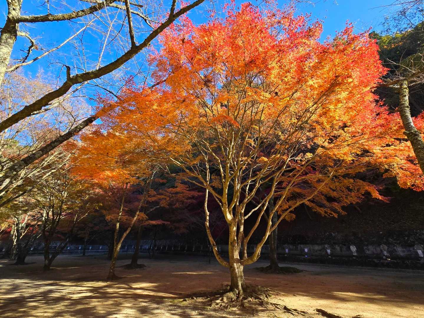 ミニ四国八十八箇所のところの紅葉🍁綺麗です！！！！
週末だからか落ち葉が綺麗に掃除されてて赤い絨毯は無くなってました😂
太陽の光が差せば広場全体が赤い空間になるとか😗🙌ﾐﾀｶｯﾀﾅ