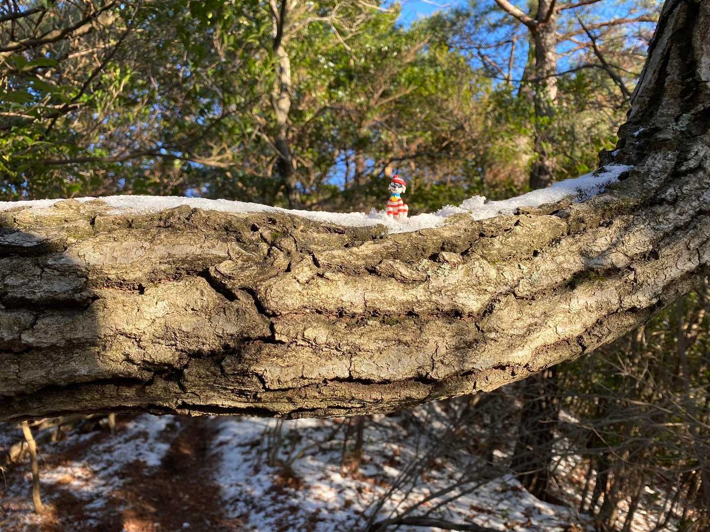 白滝山・権現山登山口-白滝山-権現山 往復コースの写真