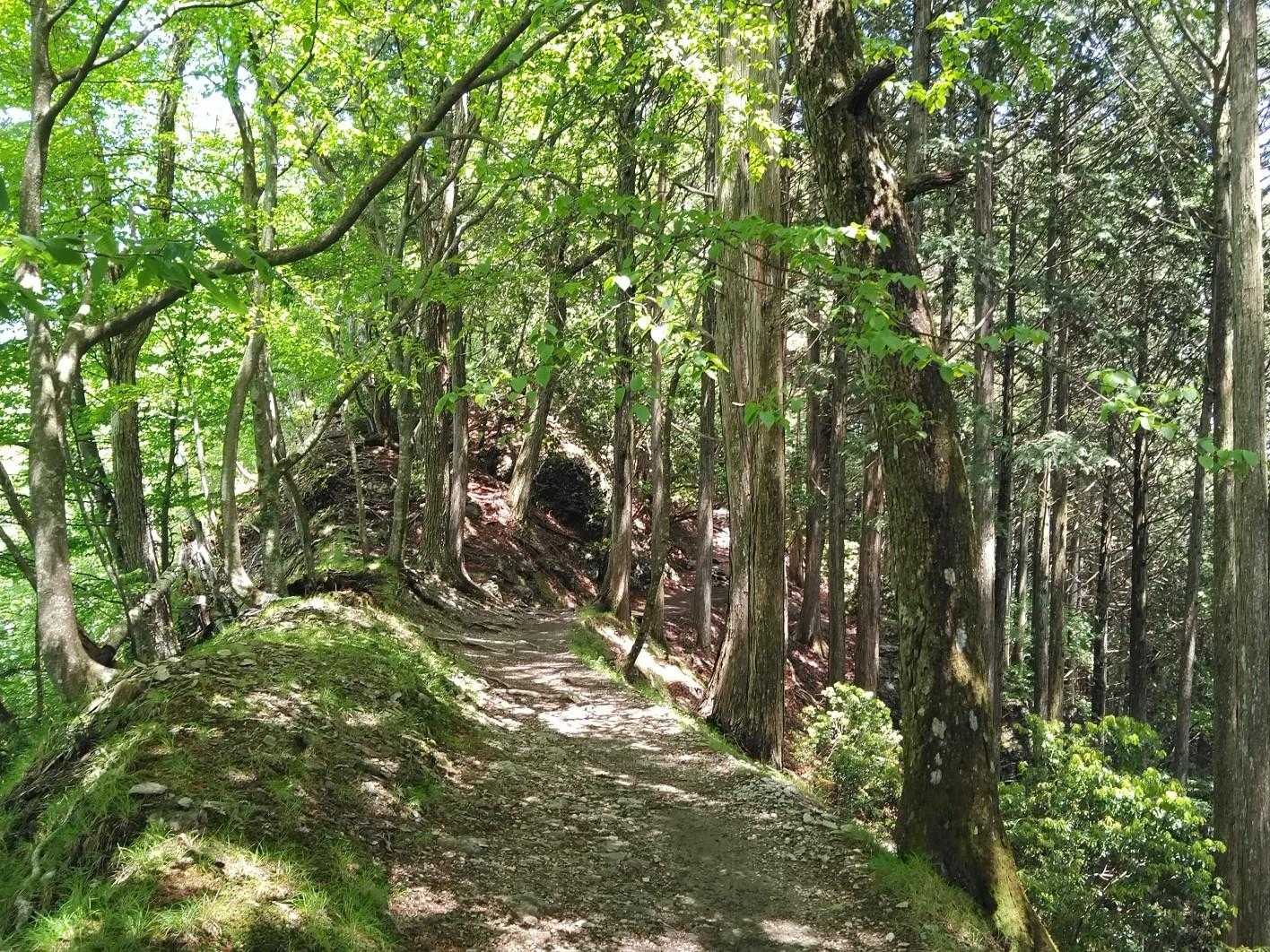 痩せ尾根の上、木漏れ日の射す気持ち良い道。