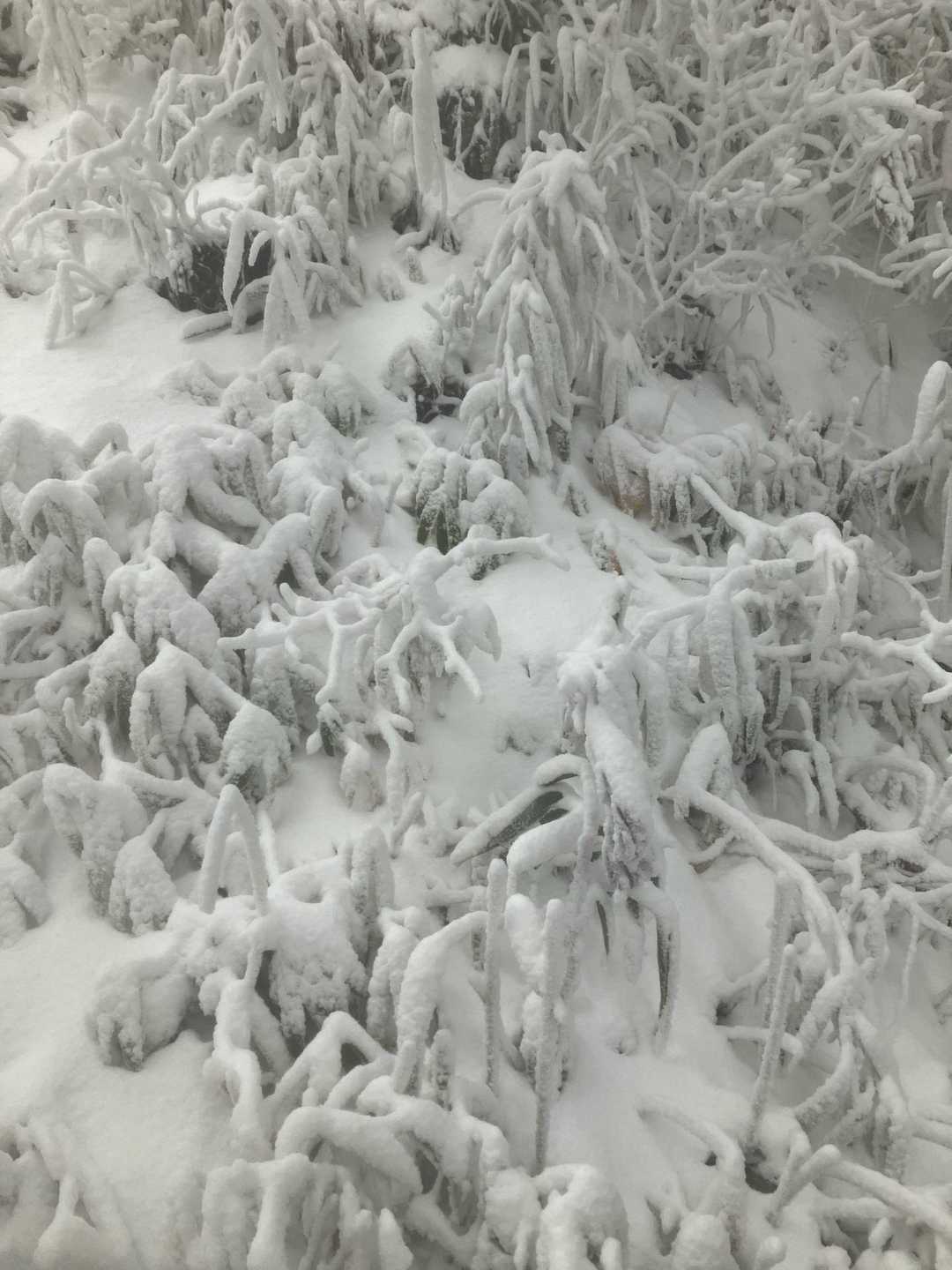 千早本道登山口-タカハタ谷登山口-金剛山-百ヶ辻登山口 縦走コースの写真