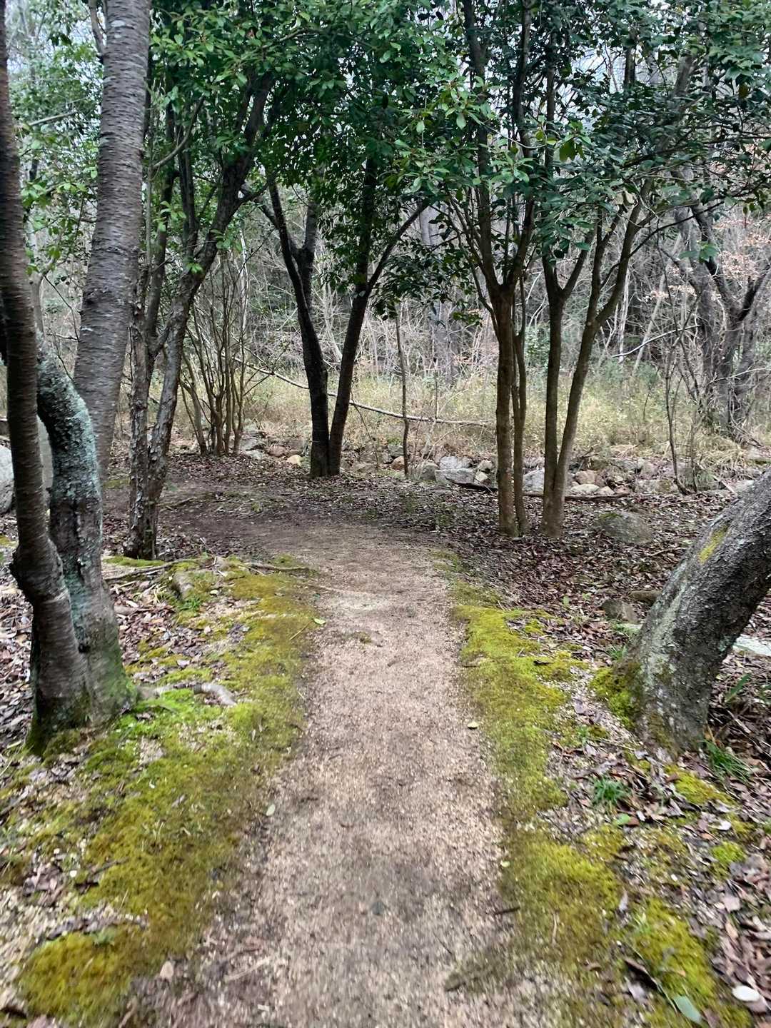 山友さんと無事合流でき
スタート▶️

砂川公園を抜け、山道に入り進む🚶‍♀️
