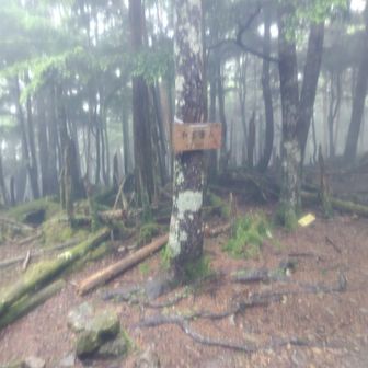 秩父湖〜和名倉山まで、畑薙を思わせる急登と南ア南部のような自然の豊かさです。晴れの時にまた登りたい。