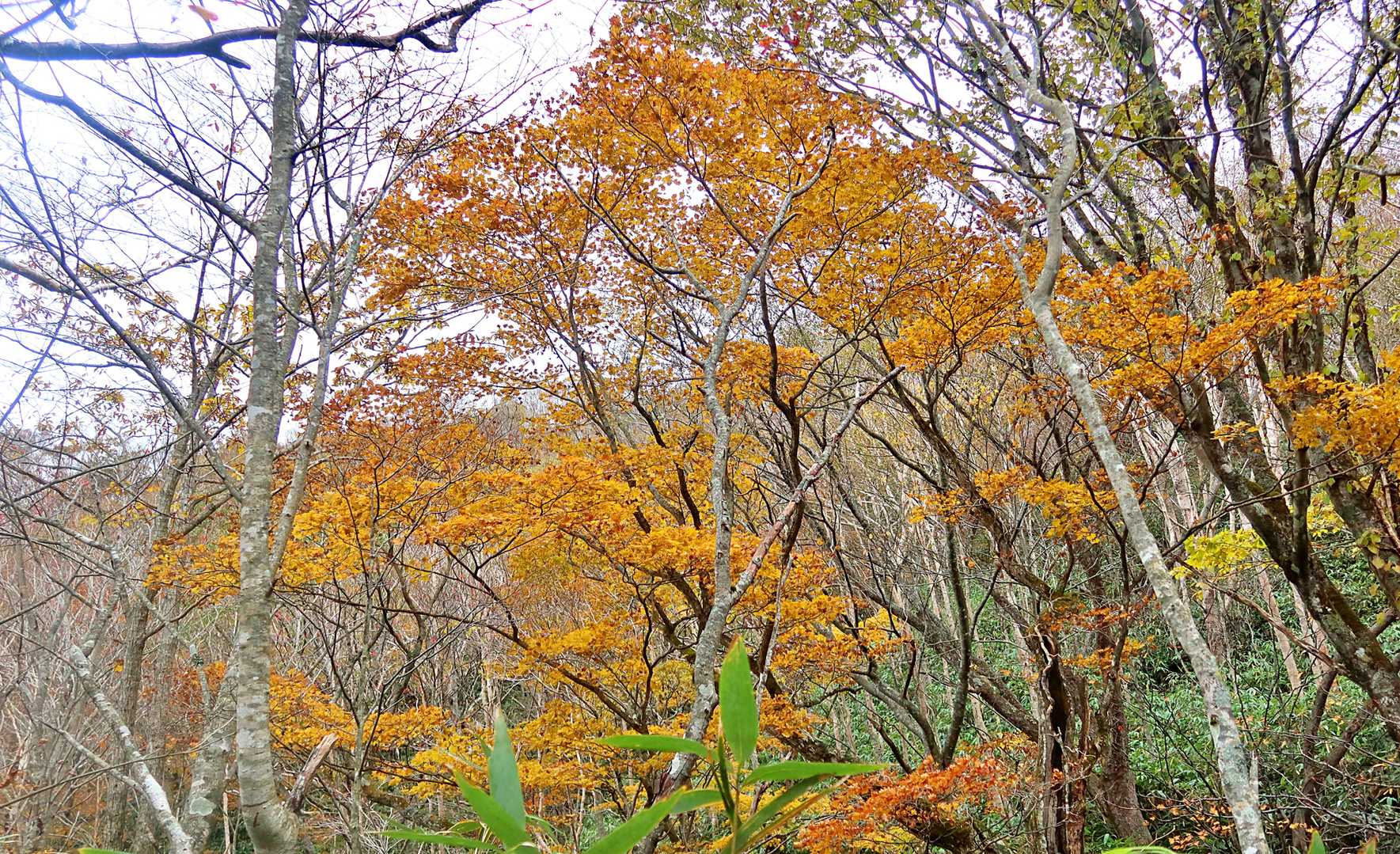 黄色く紅葉・・綺麗です！
何の木かな？
ブナかな？🍂
