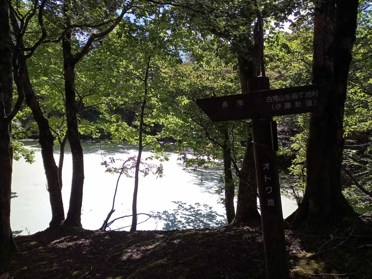 登山道でオトワ池へ。緑一色！