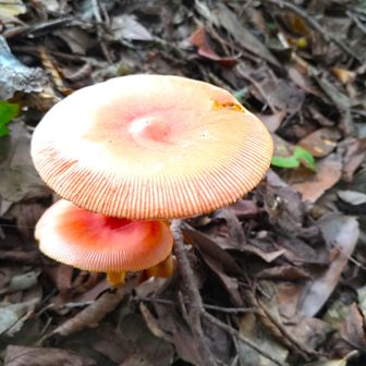 🍄祭りでした🤗