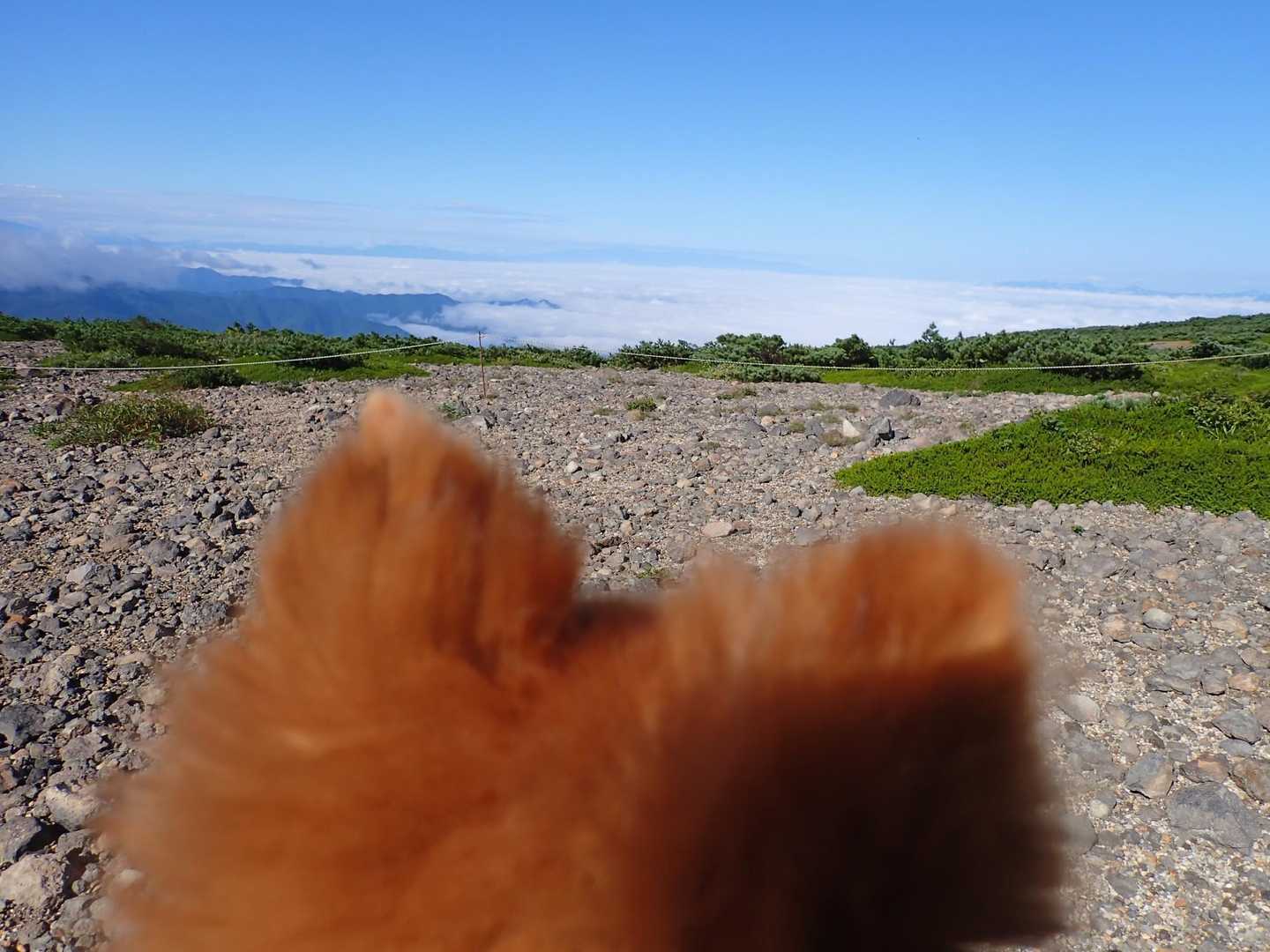 モモちゃん🐶越しに雲海