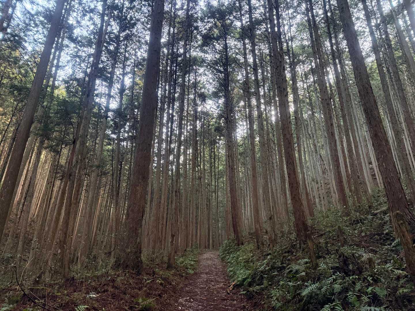 竜門岳 往復コースの写真