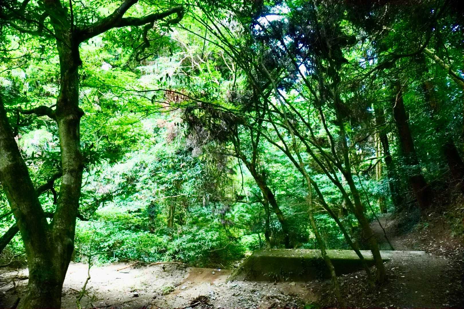 少し崩れた山道と豊かな緑🌿‬