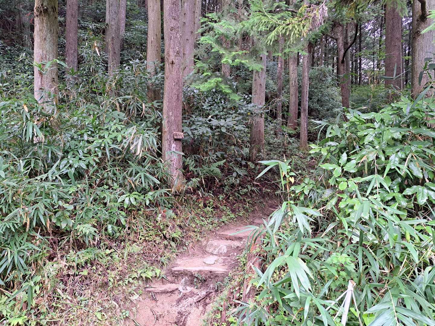 では、お願いします！
金剛山❗