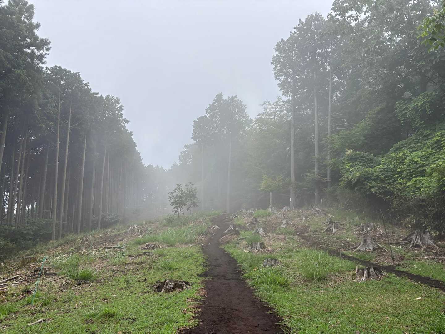 伐採地にも小さな霧の子👻が塊になって溜まっていました