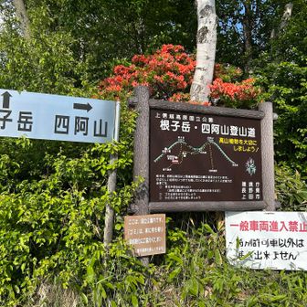 無事下山しました👏
根子岳側のレンゲツツジは、花付きも色も素晴らしく見頃でした！　いい時期に来られて良かったです😊
以前から話に聞いていた四阿山の泥道は、たいしたことはなく、熊笹の葉も乾いていたので濡れずに済みました
が、四阿山から根子岳の鞍部に降りていく後半に短い区間ですがドロドロの所があったので注意です⚠️

のんびり歩いて来たら‥ソフトクリーム🍦にはありつけず‥残念😢笑
