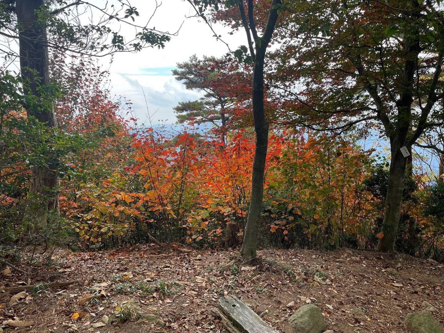 山頂の紅葉🍁