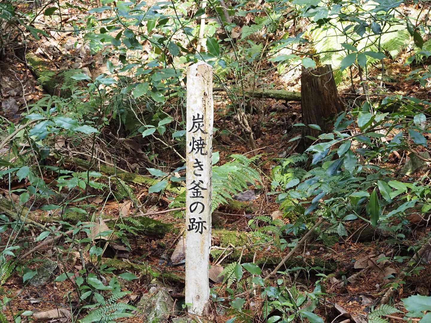 岩屋山 往復コースの写真