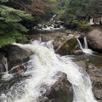 白谷雲水峡の本流。降り続く雨で増水中