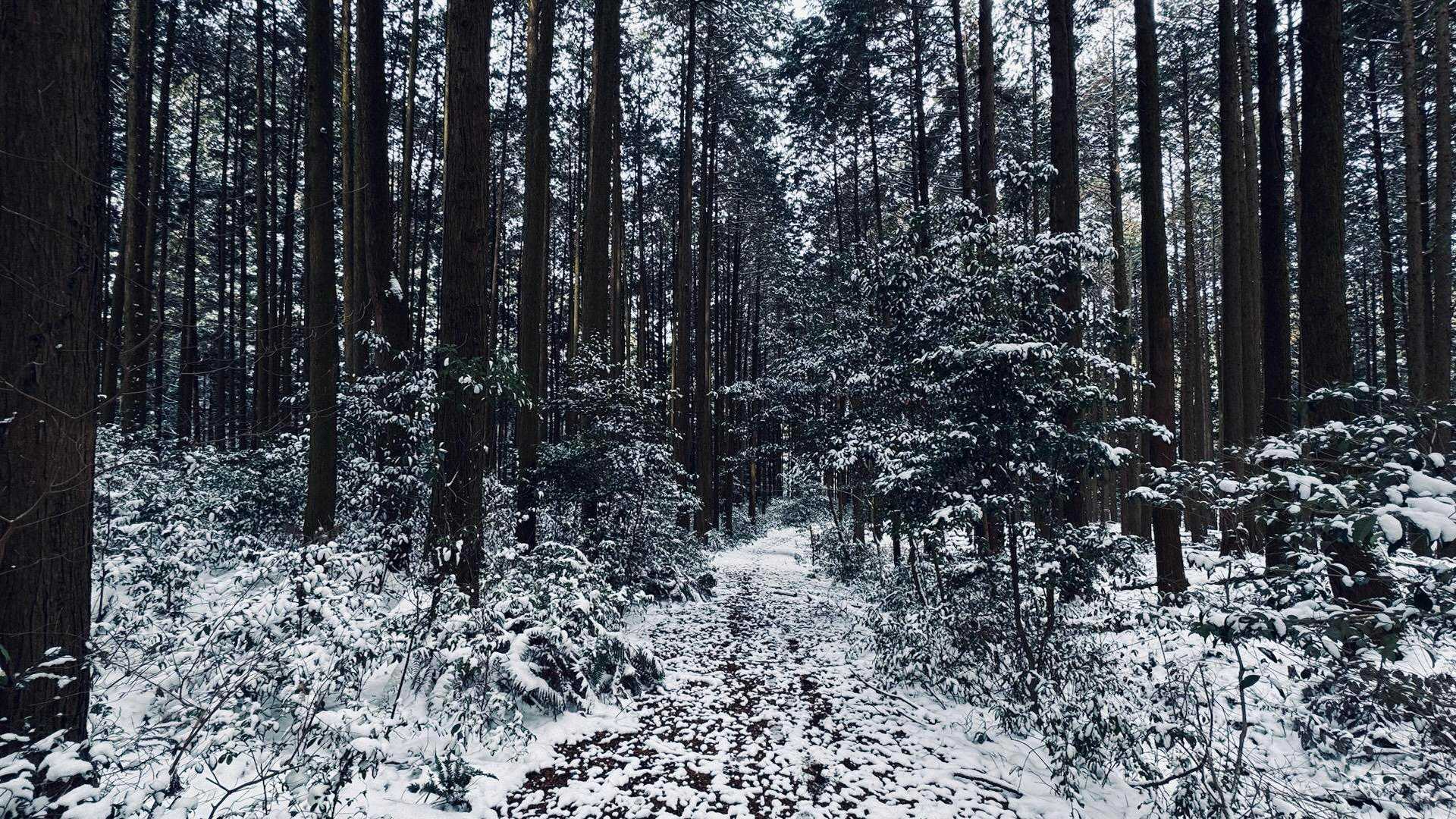 もうじき林道歩き。
かなりの氷瀑ッカーさんとすれ違いました。
まぁいつまで見れるか、この先また見れるのかわからないもんなぁ。
あの広い駐車場が満車状態なのは少々驚きました😅