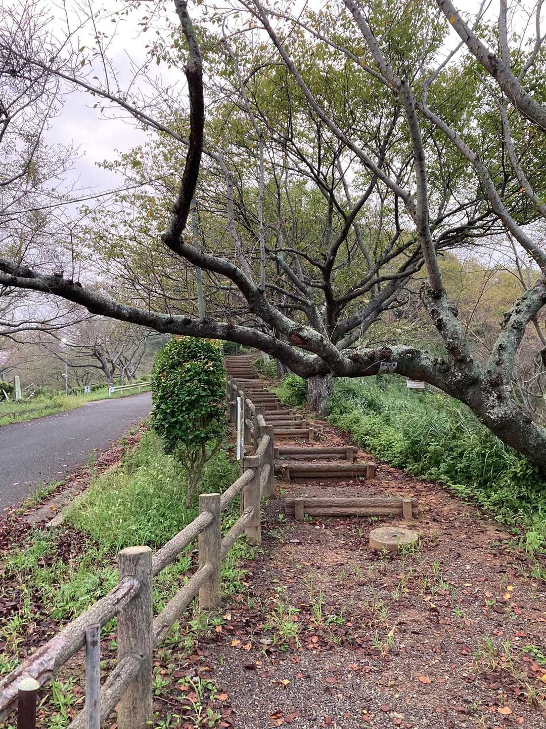 舗装路から登山道へ