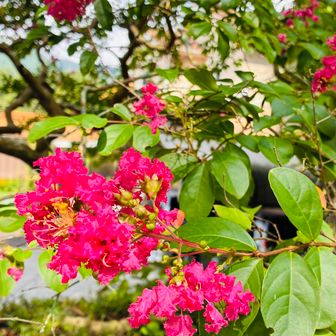 なんか大きな木で最近ちょくちょく見る花🌸　