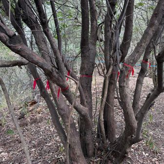 城山への道中、ピンクテープフェスティバル開催中🎀こんな木が沢山あり、更に無造作に各所に巻き巻き😦
悪魔の儀式でも行われているのでしょうか