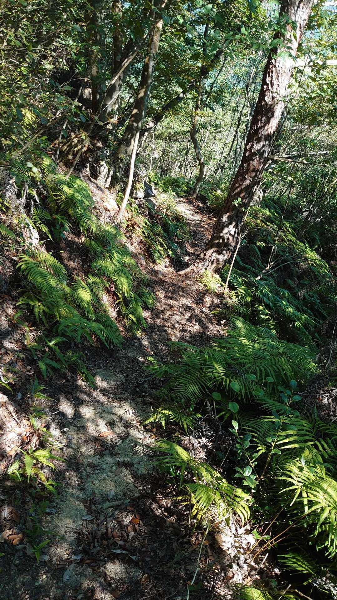 瓦小屋山からのくだる道、多少のシダはあるが歩きやすい