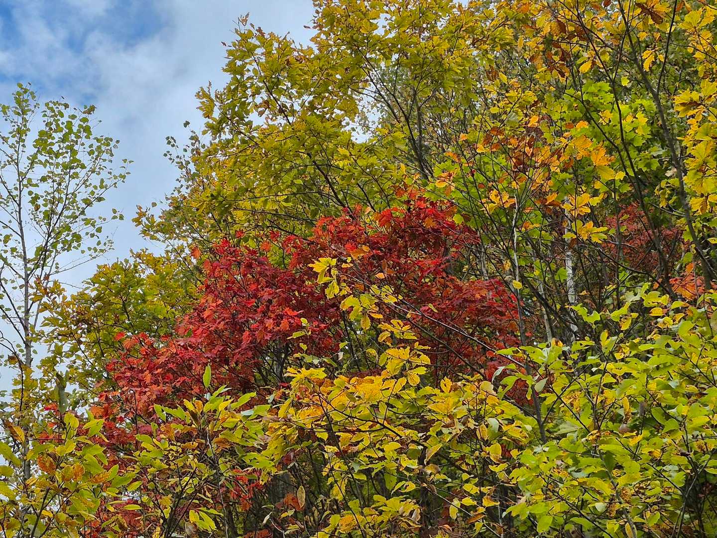 🍁はもう少し楽しめそう
