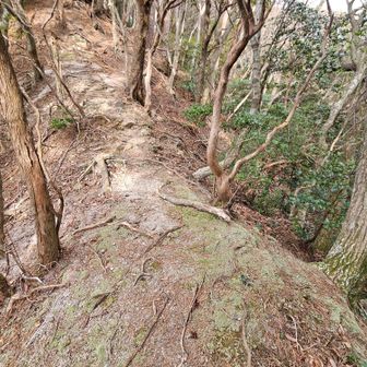 痩せ尾根もあり

前方に２頭の鹿さんがいて
道を譲ってもらいました