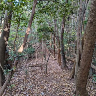 呼野駅への距離が短くなるので少年山を通って下山⛰️