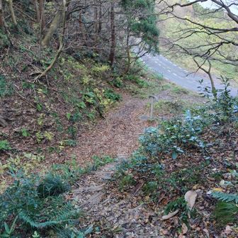 一旦弥彦スカイライン横へ下り、再び登りです。