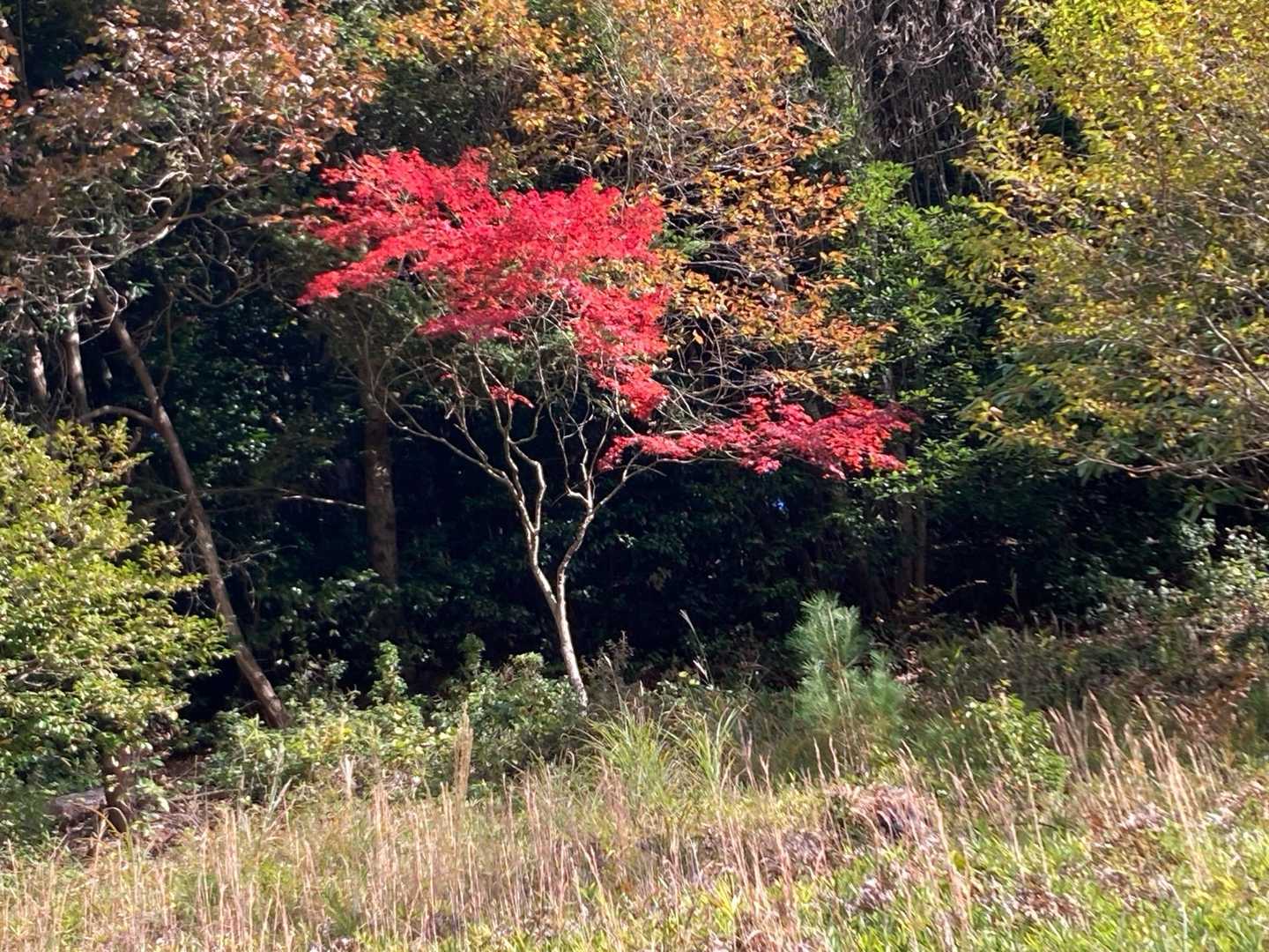 アスファルト道を1時間20分歩く、その間に綺麗な紅葉が🍁