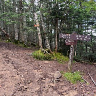 急登を登ると稜線上