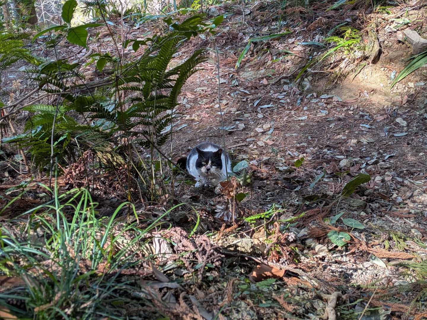 😺
にゃんこが道草食ってました🤣