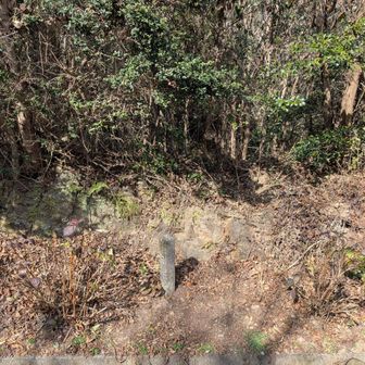道路沿いのこの杭が山頂なのかな···