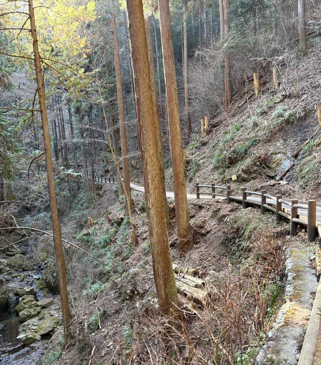 ウッドチップの足に優しい道
