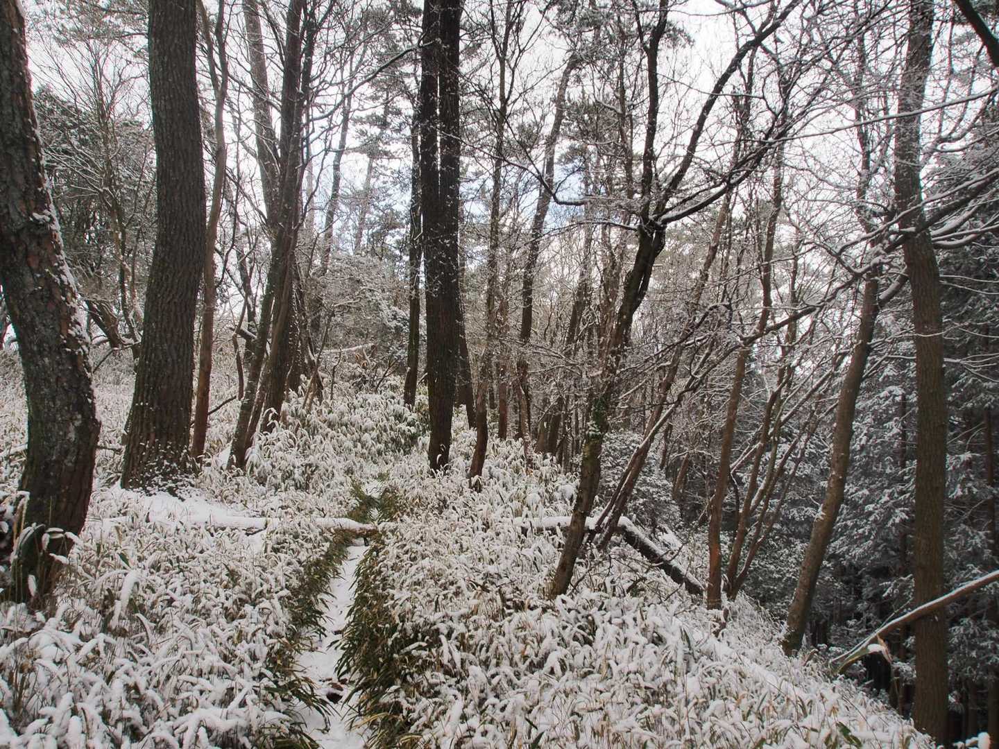先行してくださってた方のおかげで、足元の笹の雪が落ちて歩きやすくなっています🙏
