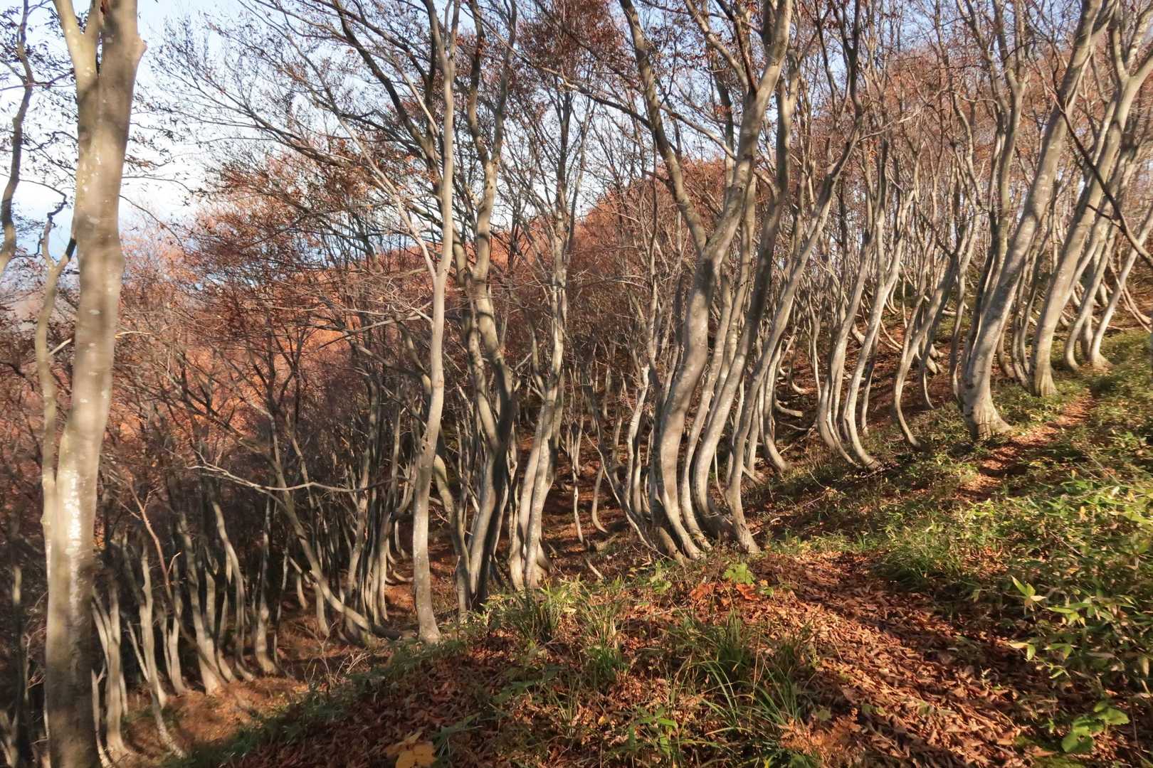 赤岩山の賑やかだったブナ達も静かに冬眠に入る