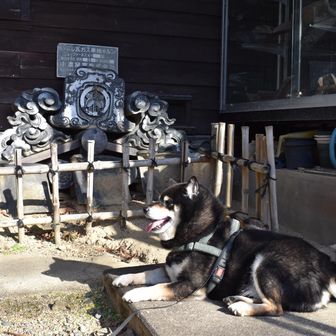 立派な瓦と黒柴