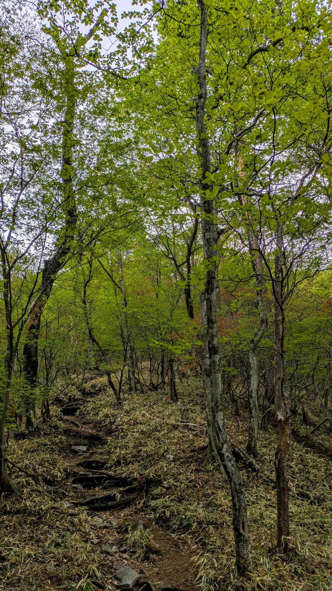 分岐を荒山に、、このルート歩くのは4年ぶり
