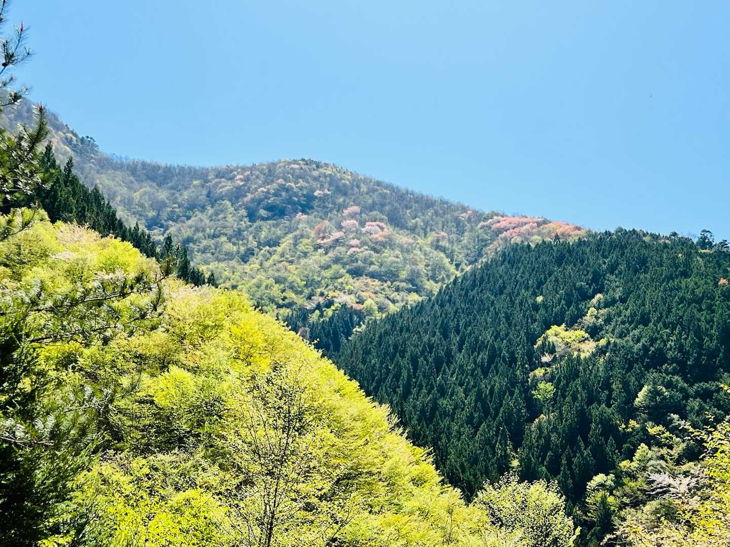 新緑の黄緑にピンク色に赤色に、賑やかな山肌でした✨