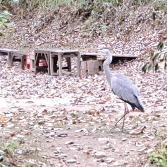 アオサギ、山にもいるのね🪿