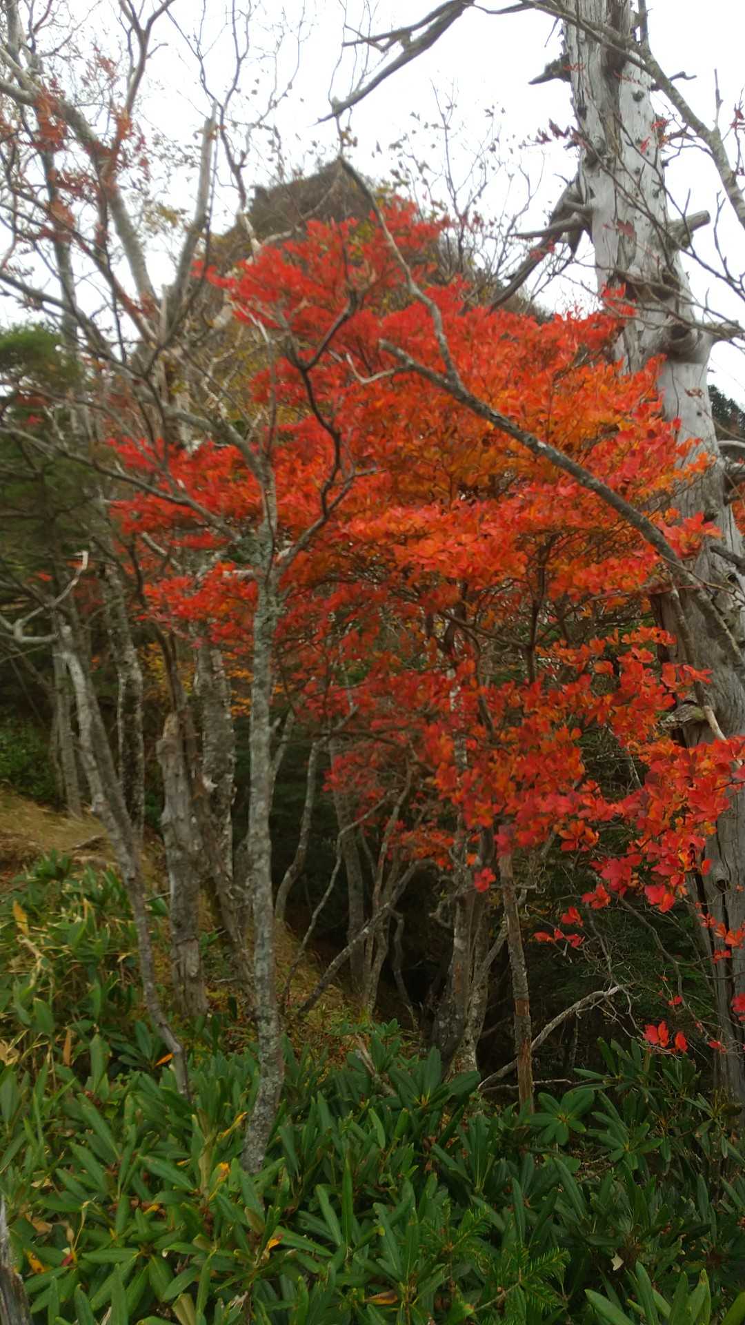 🍁