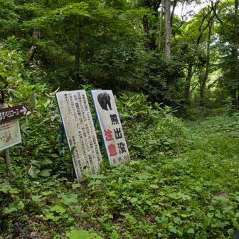 最初はモサモサの中を歩く